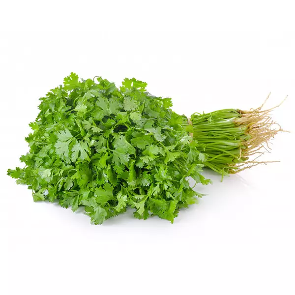 Cilantro